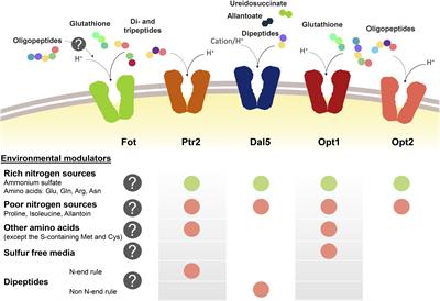 Diversity of Oligopeptide Transport in Yeast and Its Impact on Adaptation to Winemaking Conditions